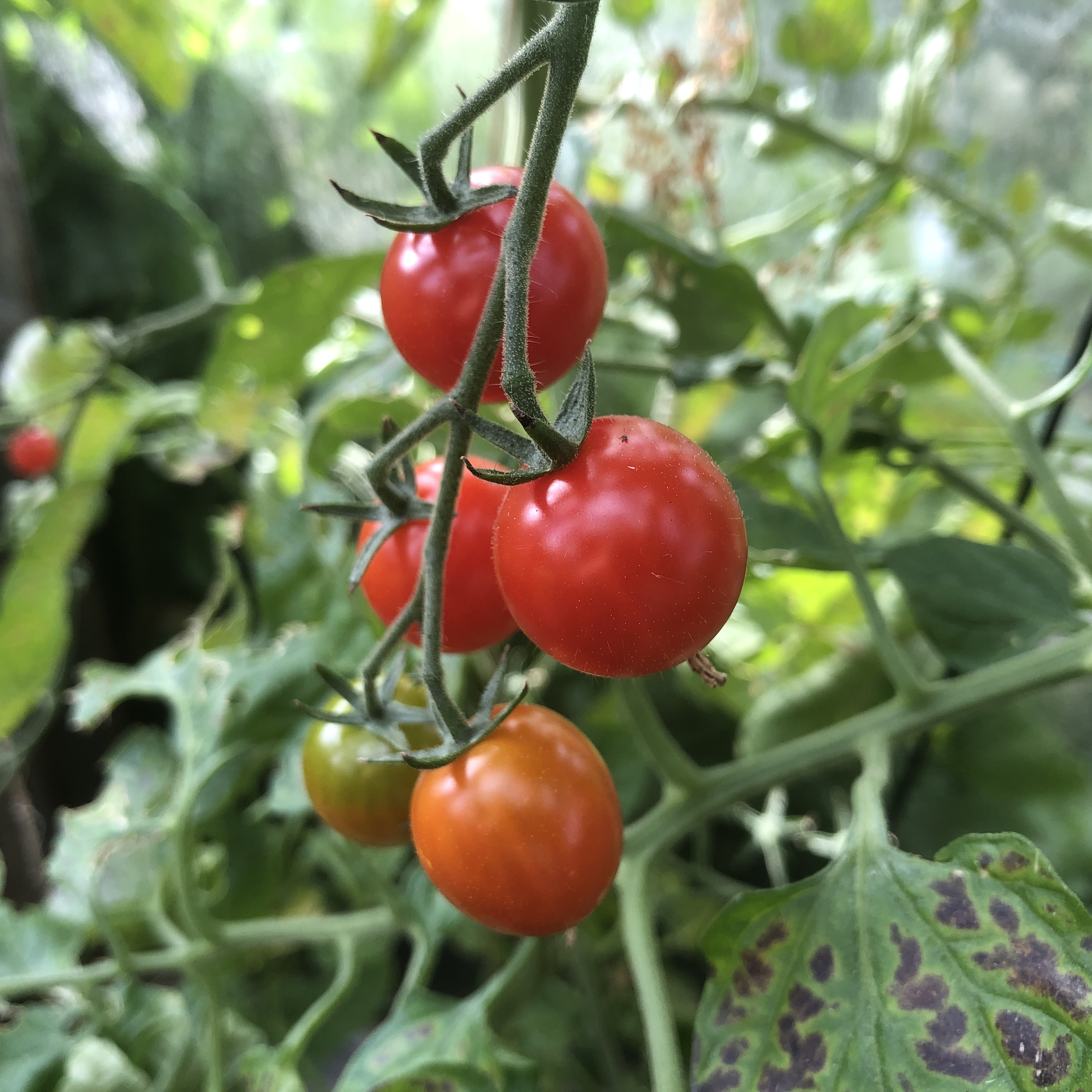 Cherry tomaten aan een klimrek