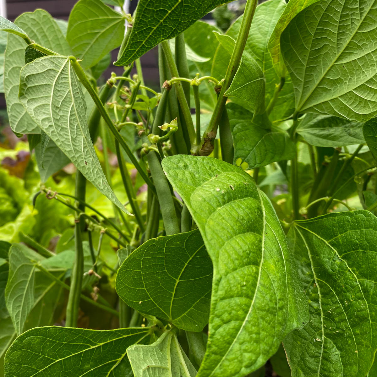 Sperzieboontjes in de Makkelijke Moestuin
