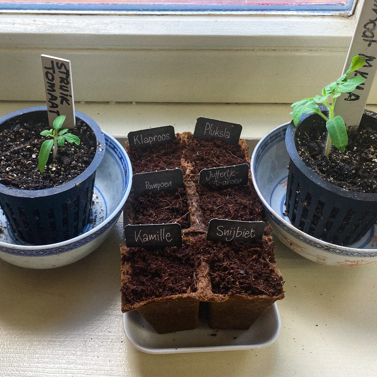 AH Moestuinmaatjes tussen mijn voorgezaaide tomaten op de vensterbank