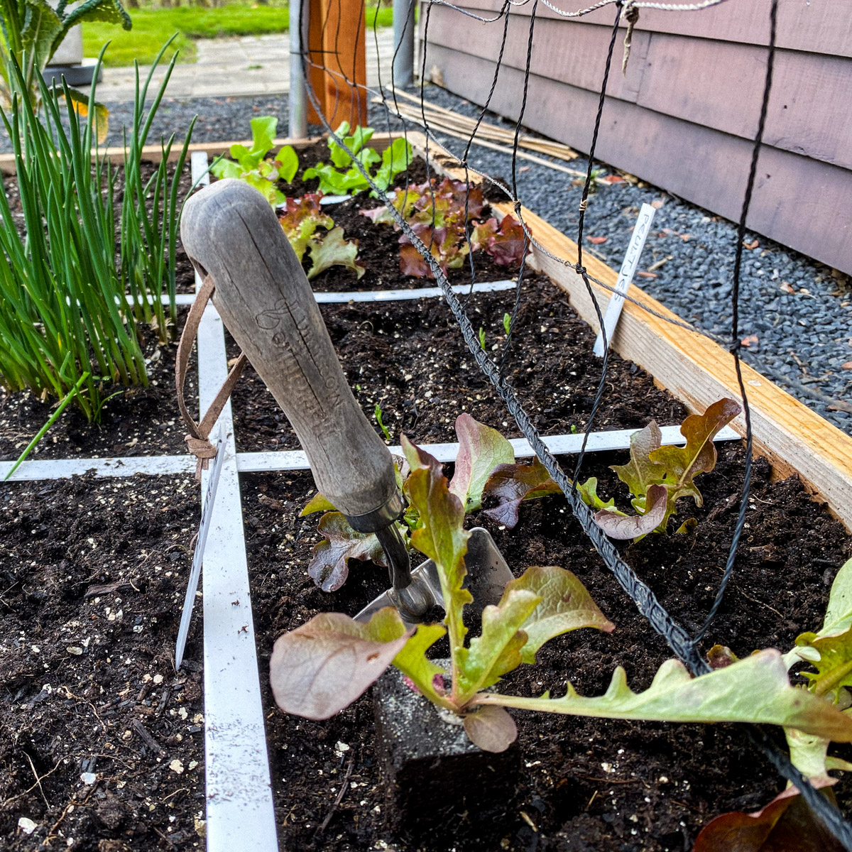 Gekochte slaplantjes bij het klimrek