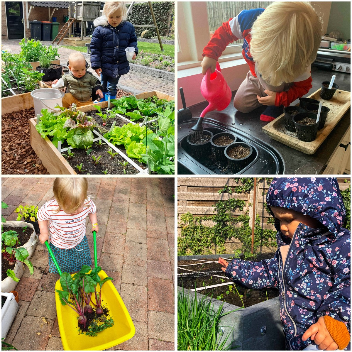 Foto's van de Makkelijke Moestuin communitie