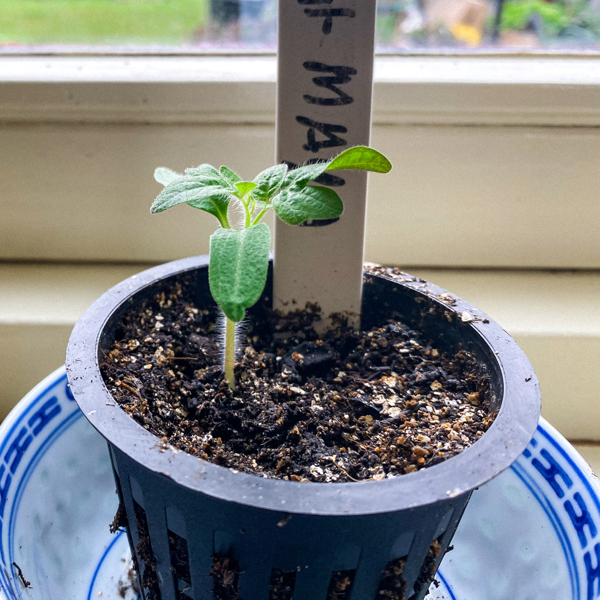 Voorgezaaide balkontomaat half april Makkelijke Moestuin