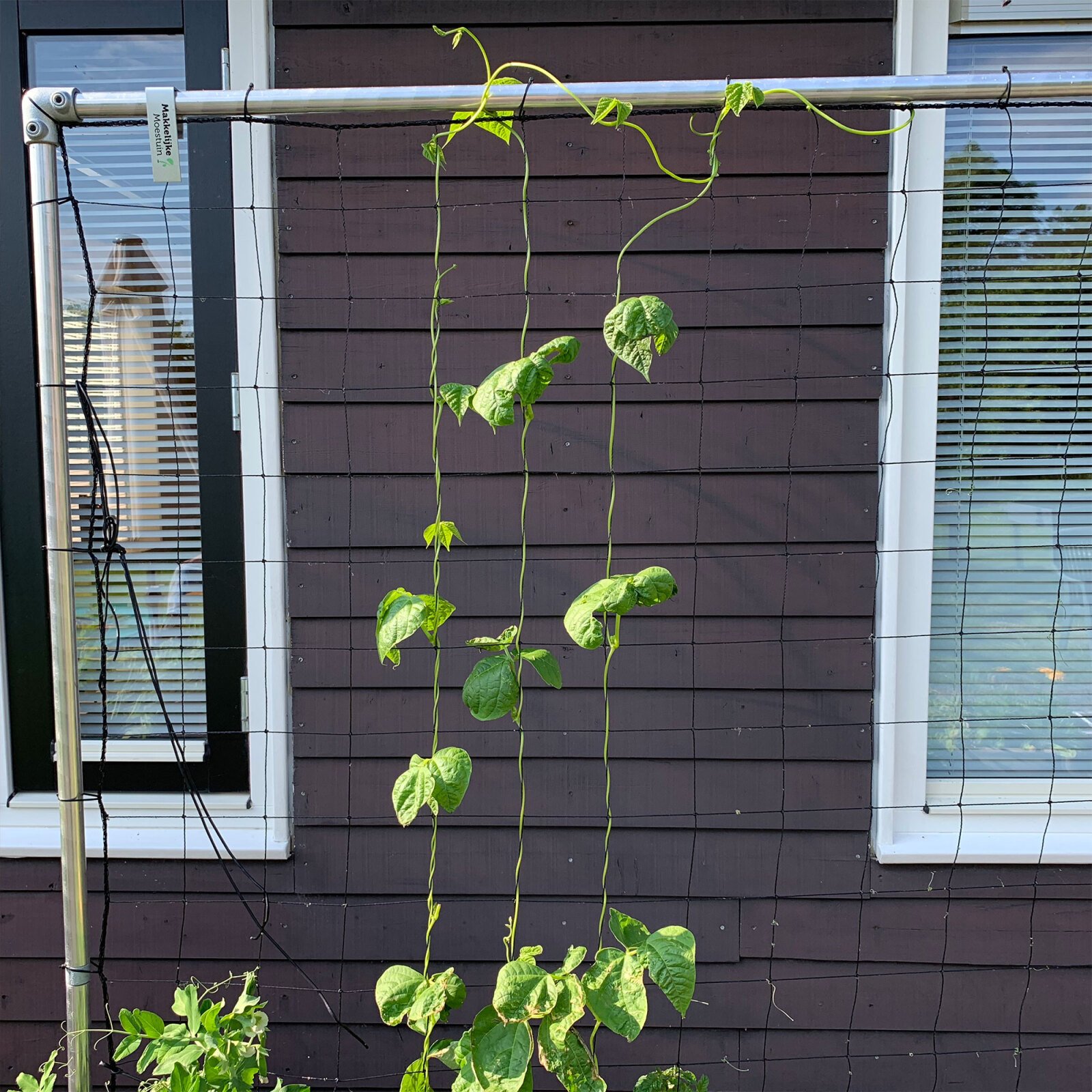 MM trellis