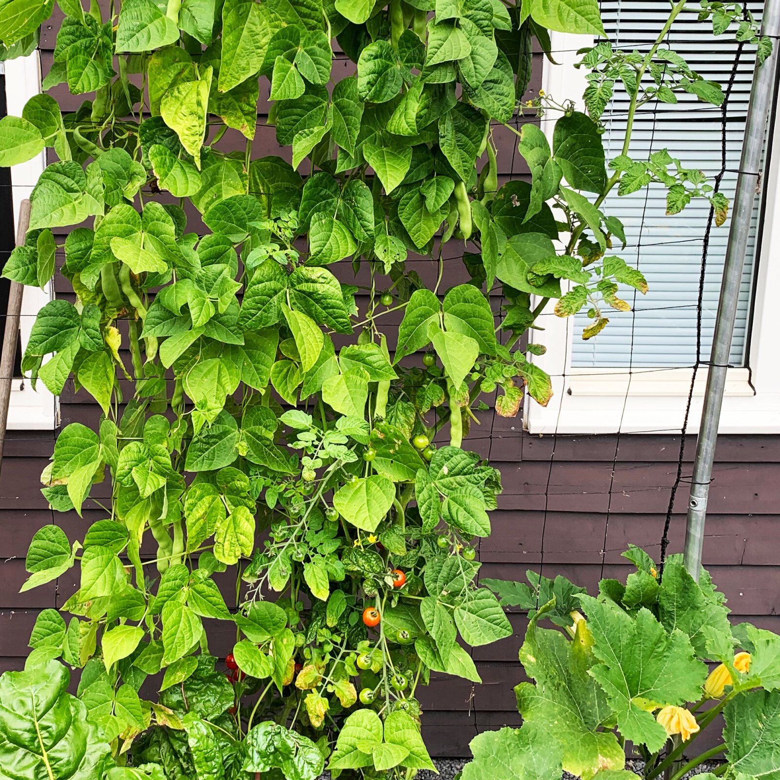MM trellis