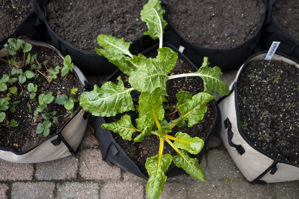 Makkelijke Moestuin mini's zijn super handig