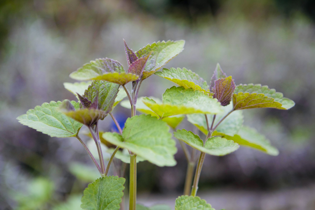 Dropplant van de Makkelijke Moestuin