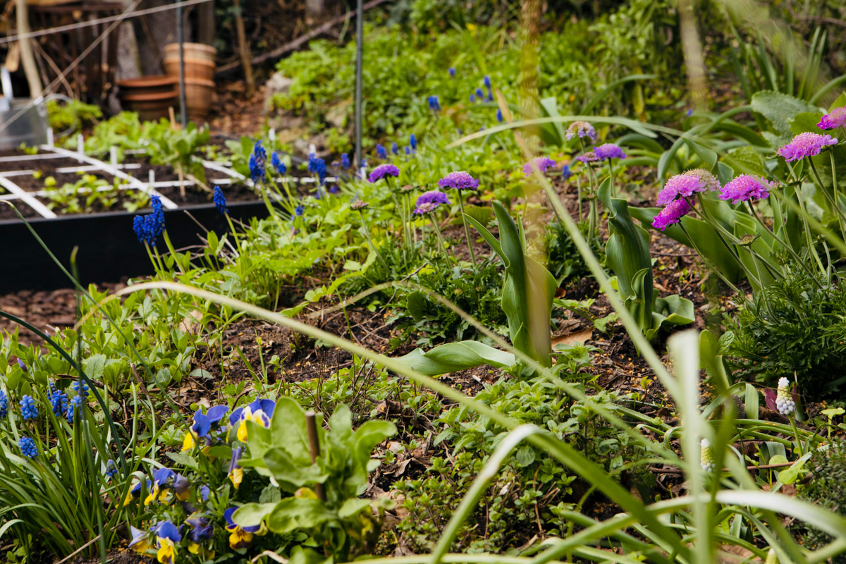Bloementuin naast de Makkelijke Moestuinbakken