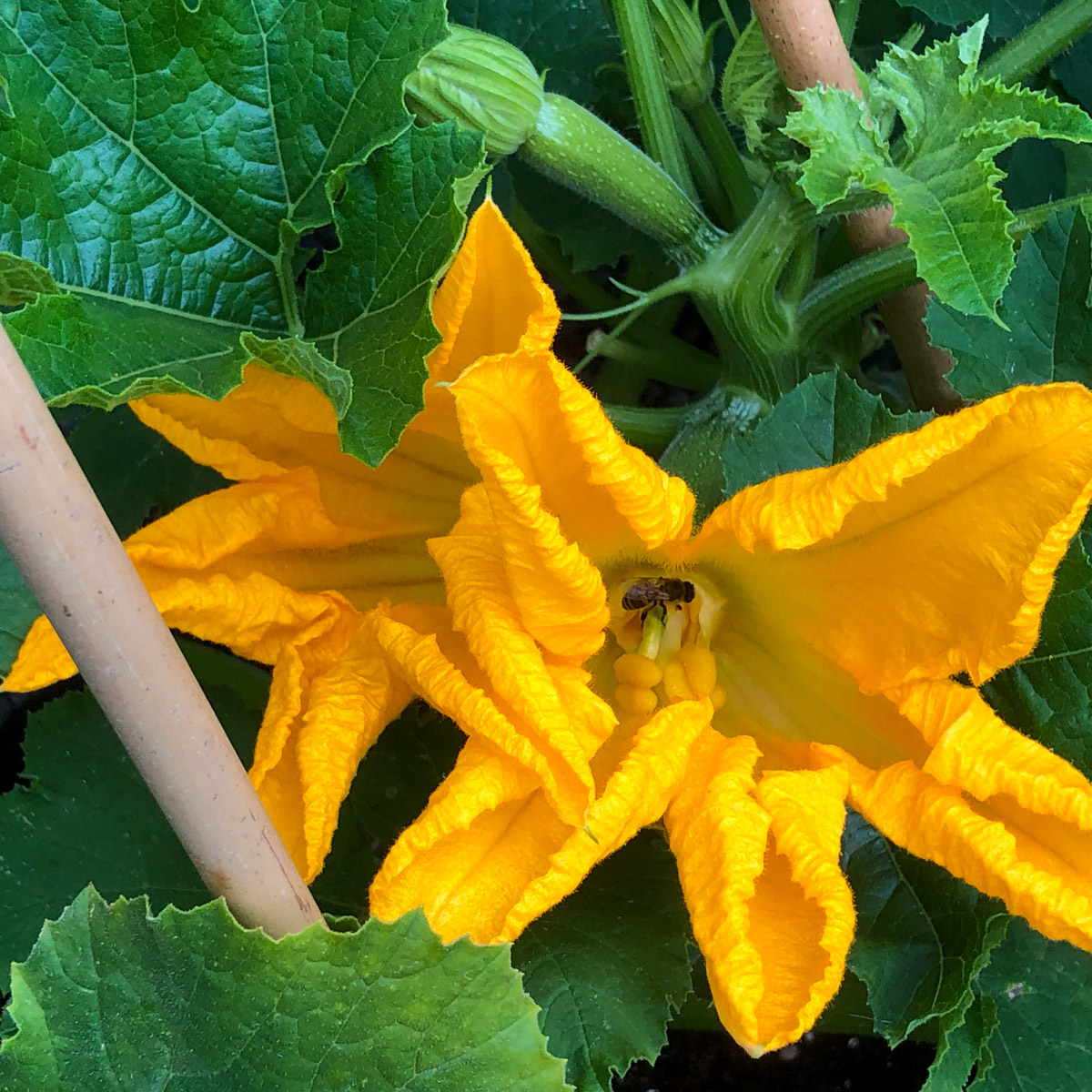 Zucchinis flower as the grow