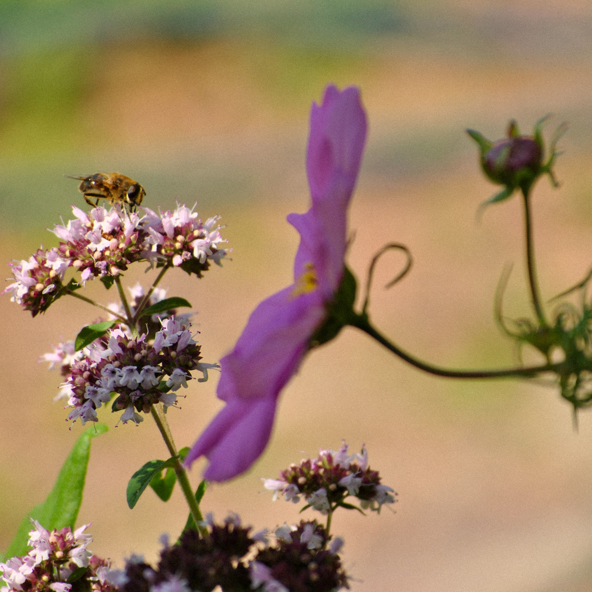 When oregano flowers it attracts a lot of pollinators
