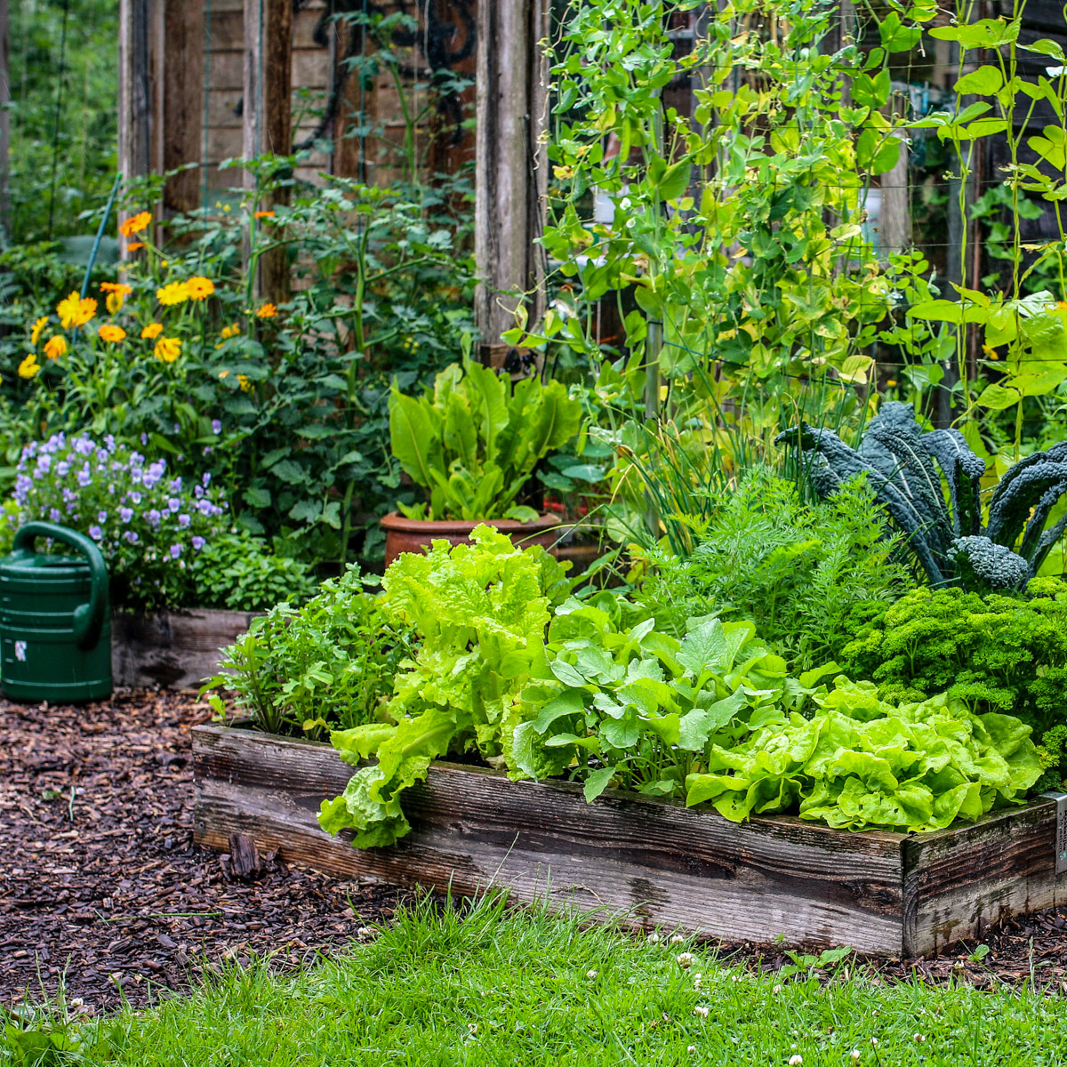 A full garden box in a Planty Garden