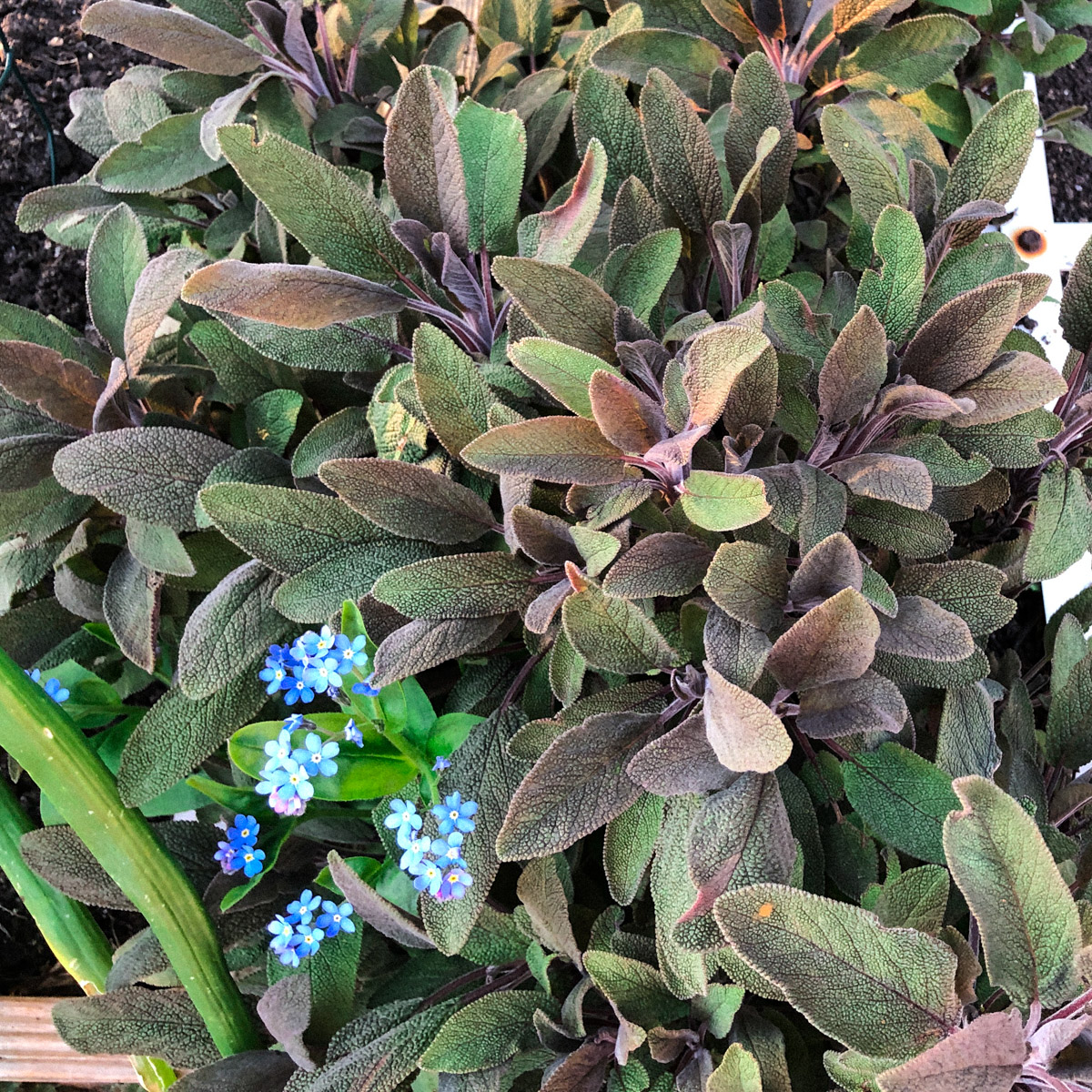 This sage is 3 years old already