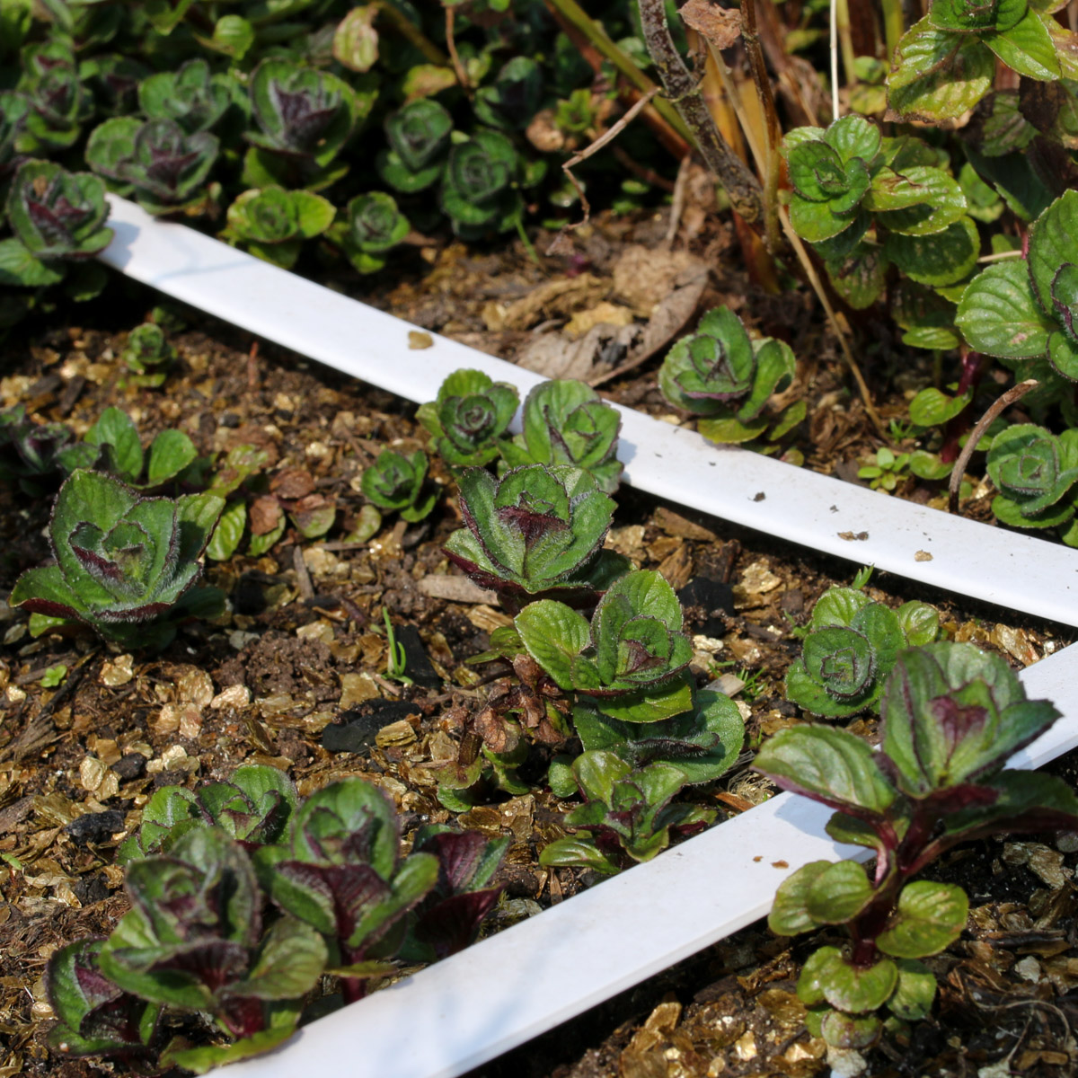 New mint root sprouts pop up all over in the spring
