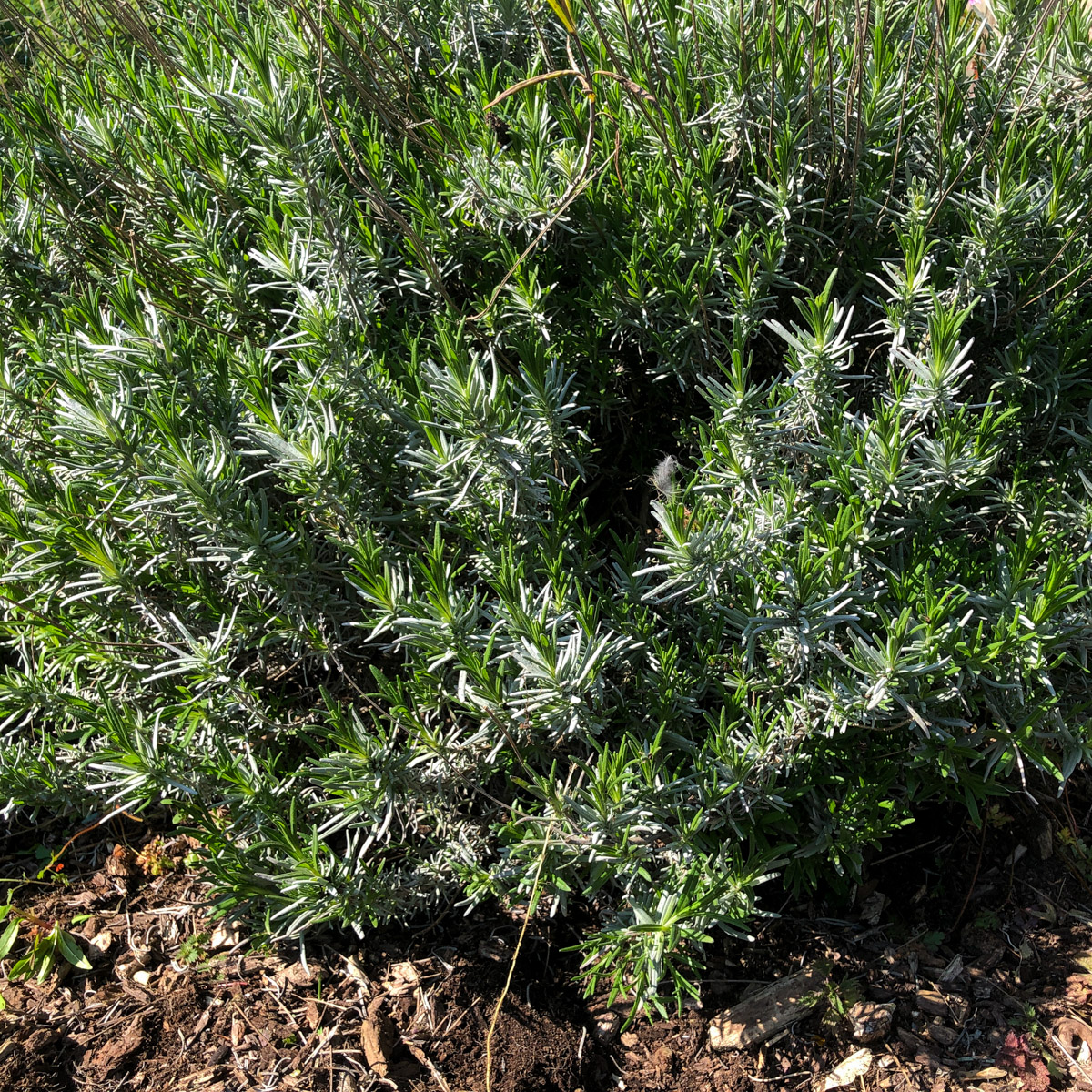 4-year-old lavender plant: you can no longer see the raised bed