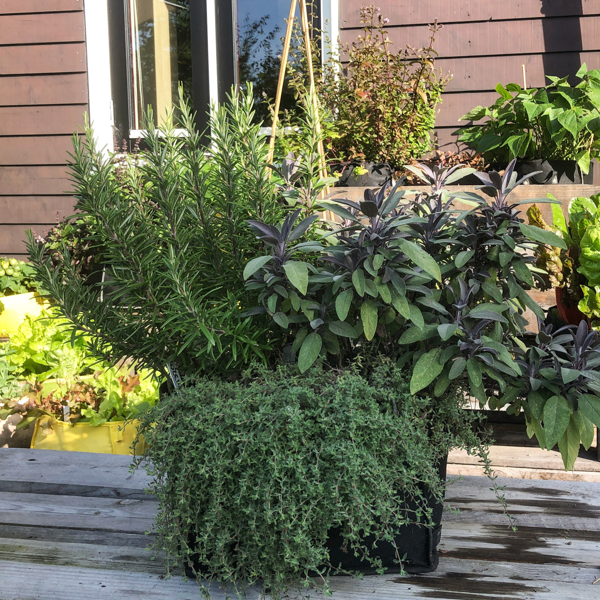 Rosemary, thyme, and sage in one MM-mini