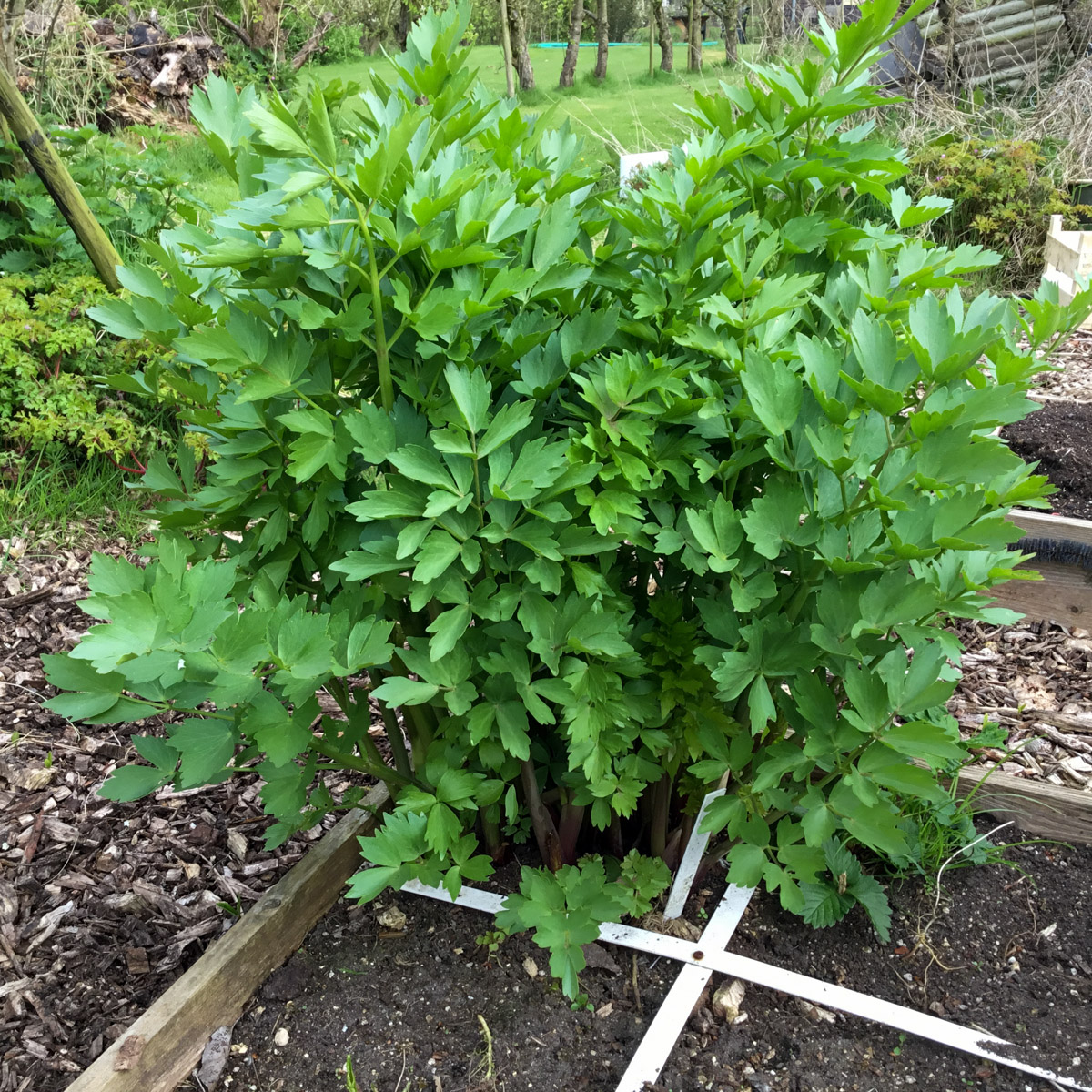 Ah, young lovage