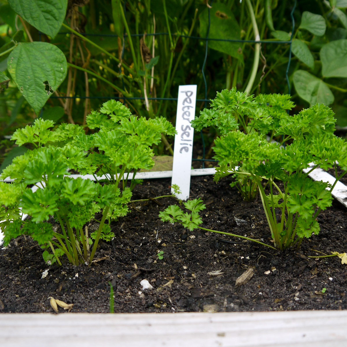 Four small parsley plants in one bed