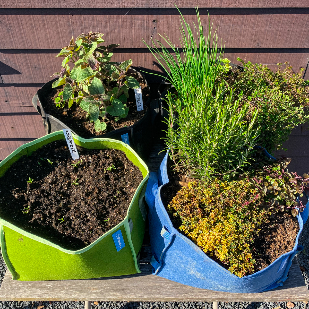 Kruiden in Makkelijke Moestuin mini's