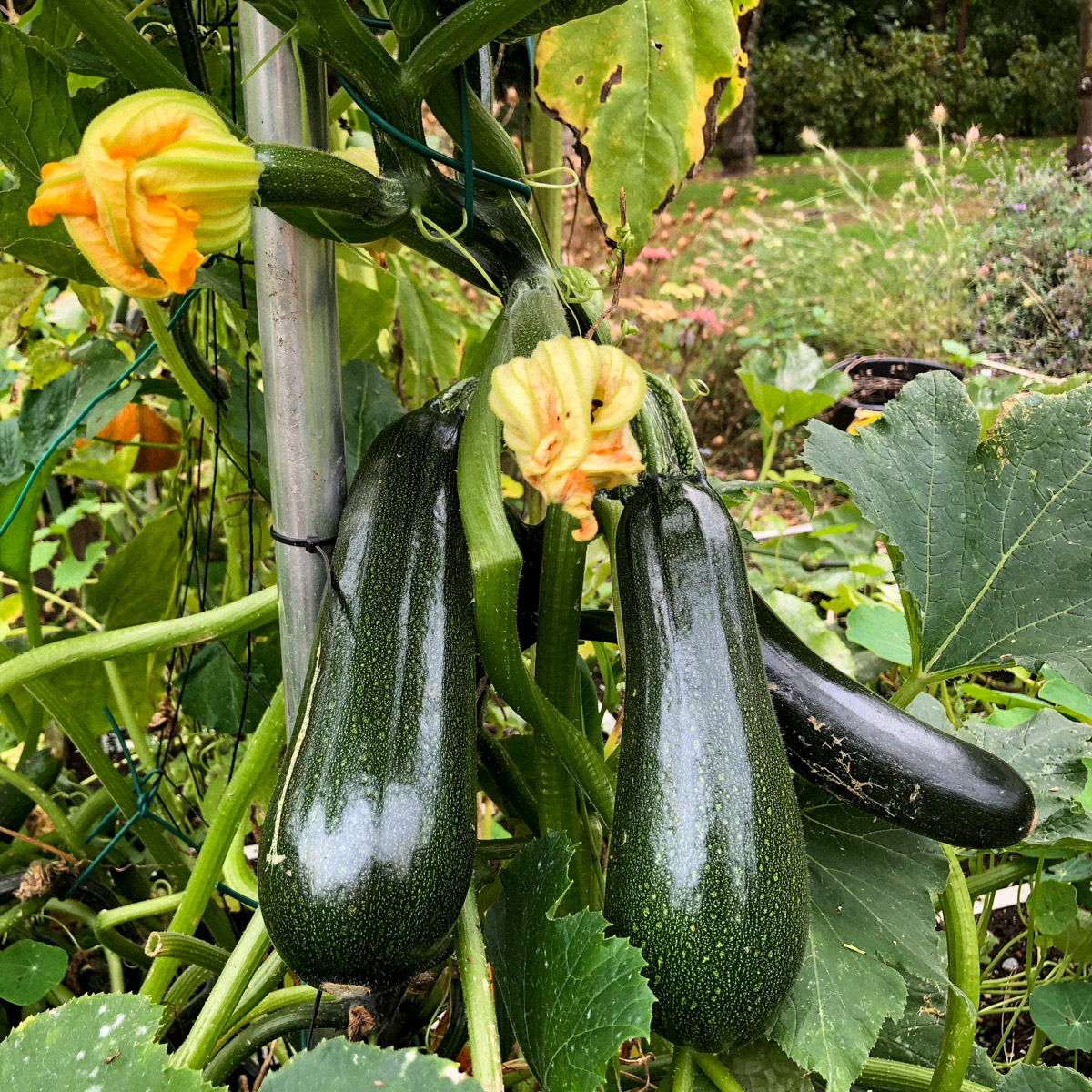 Klimmende courgette van de Makkelijke Moestuin