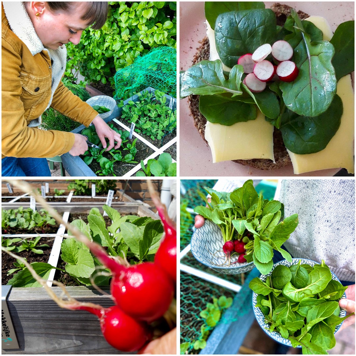 Foto's van eerste oogsten uit de Makkelijke Moestuin community