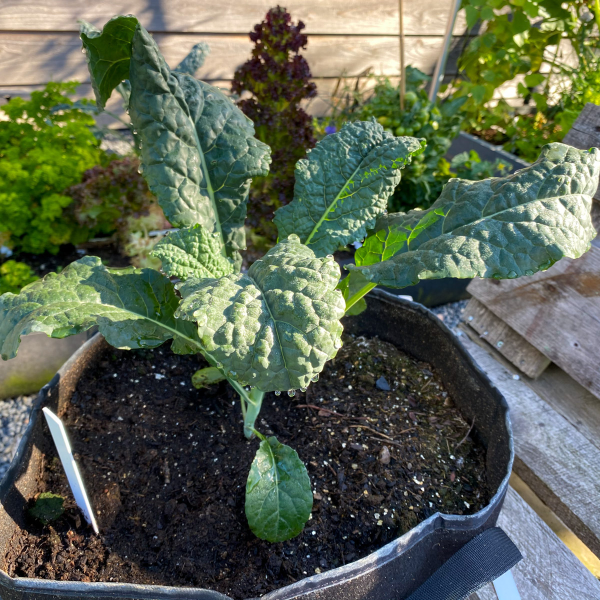 Palmkool in Makkelijke Moestuin mini