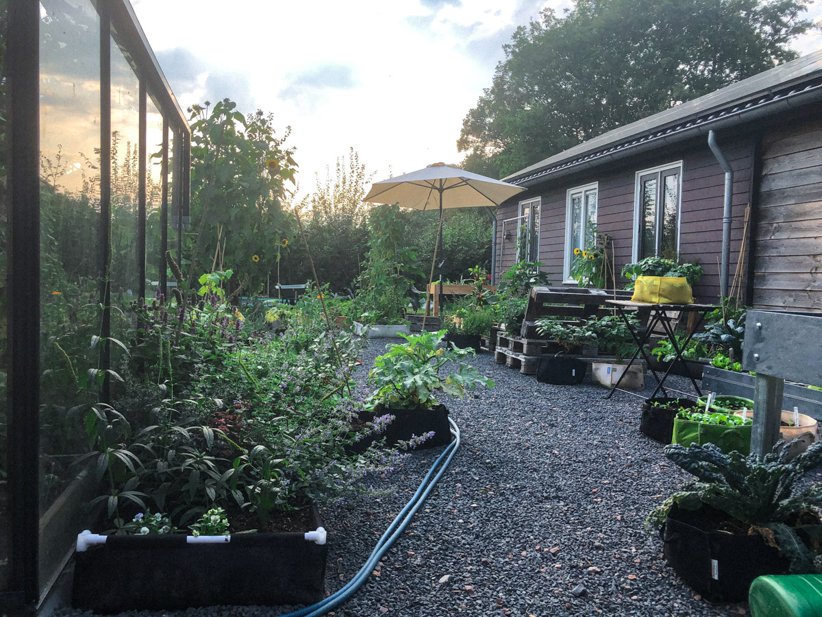 By September 2019 our empty backyard had been turned into a thriving Planty Garden full of vegetables