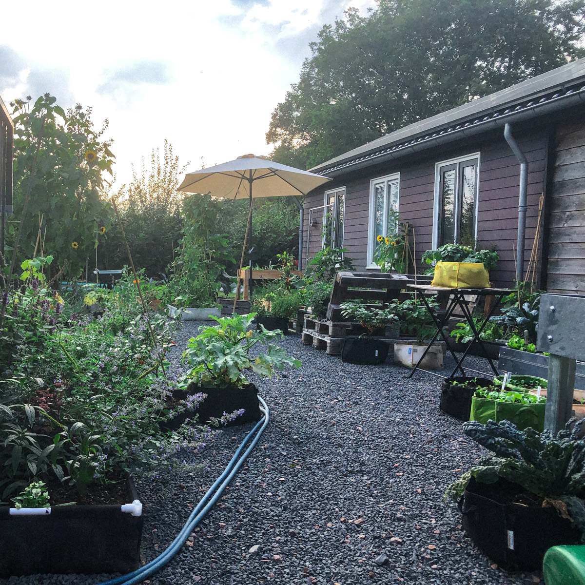 Makkelijke Moestuin naast kantoor - begin september