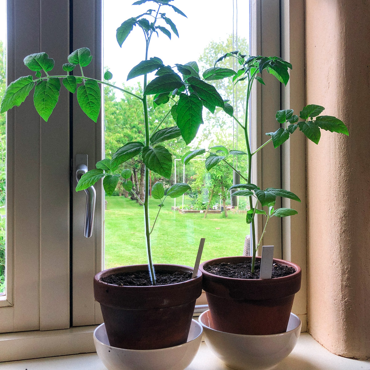 Voorgezaaide tomaten hebben na een maand een grotere pot nodig