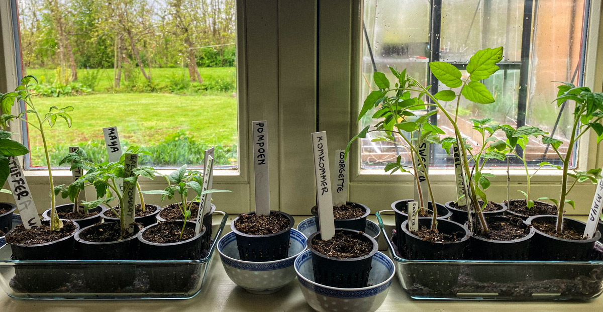 Voorgezaaide tomatenplantjes op de vensterbank
