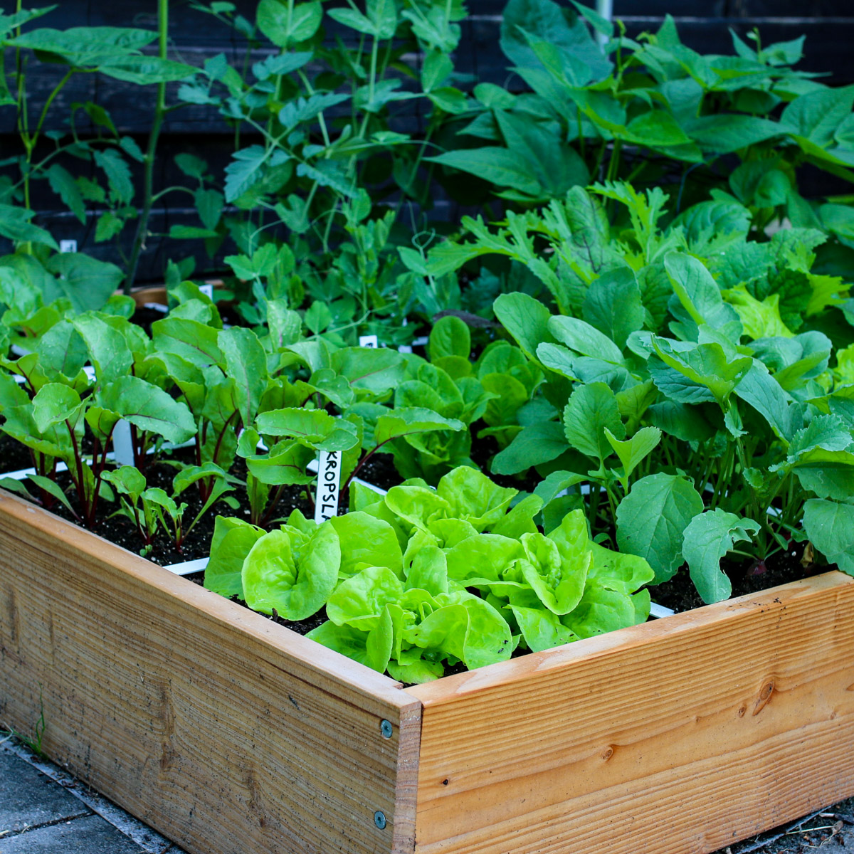 The Planty Garden on May 30 (sown on May 1)