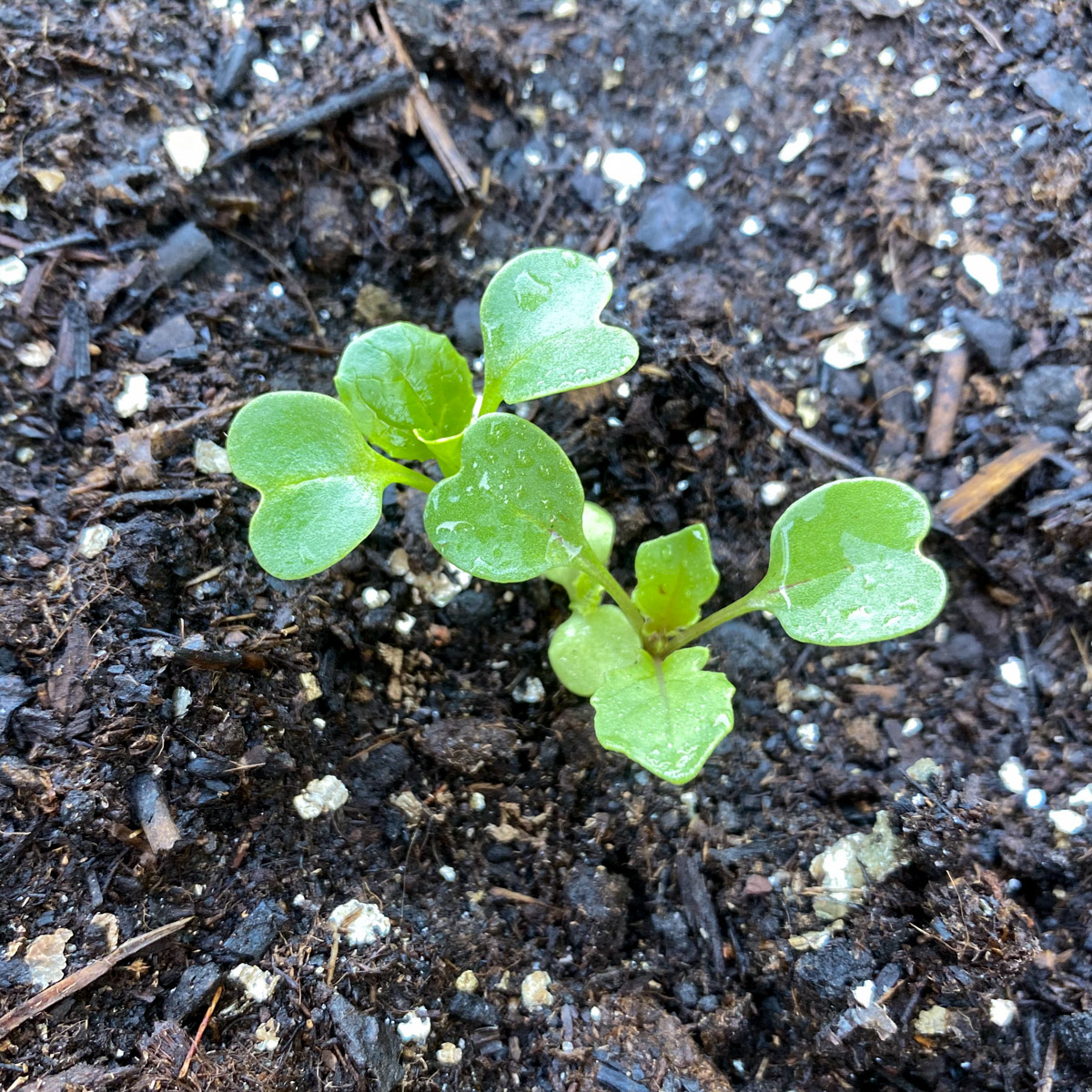 Zaailingen van palmkool in de Makkelijke Moestuin