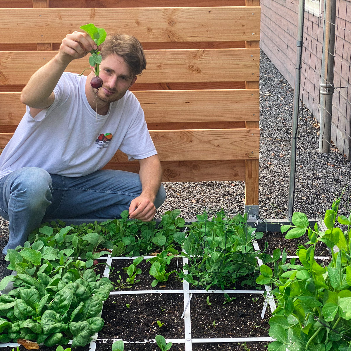 Grote radijs oogsten in de Makkelijke Moestuin