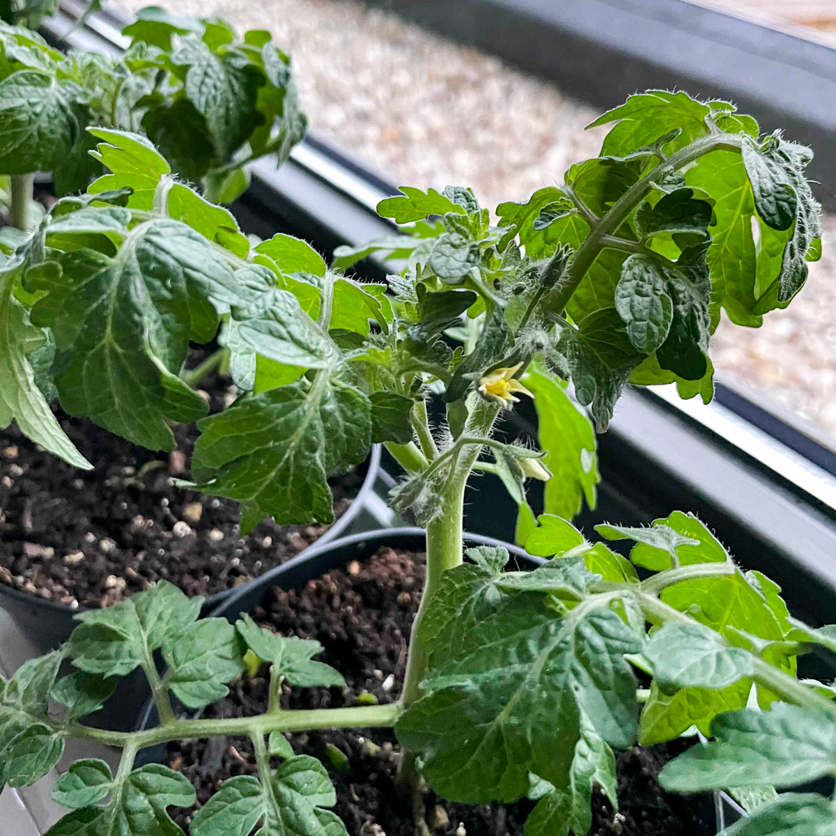 Gele struiktomaat Makkelijke Moestuin in de vensterbank