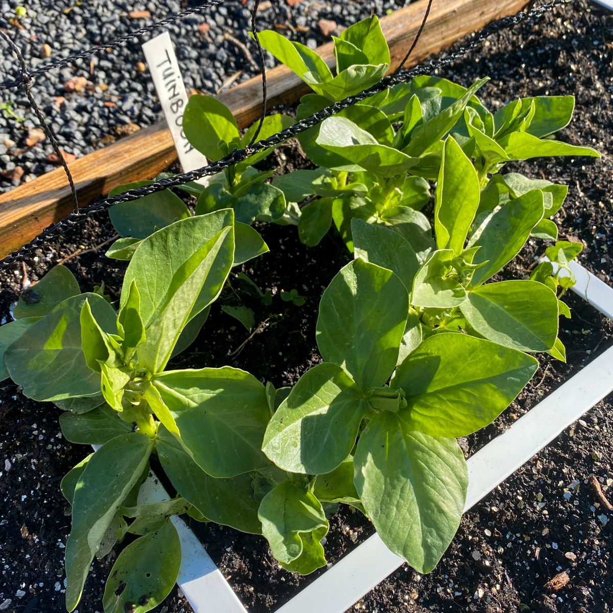 Test tuinbonen in de Makkelijke Moestuin