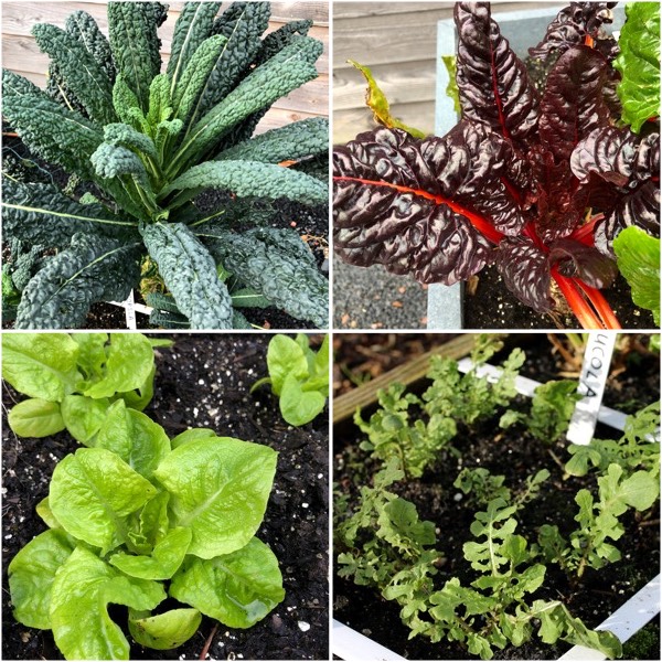 Makkelijke Moestuinbakken, eind januari