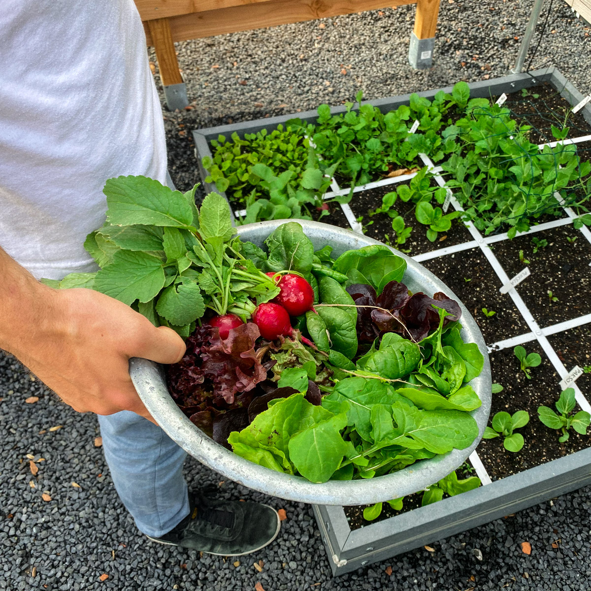 Half mei: oogsten uit de Makkelijke Moestuin