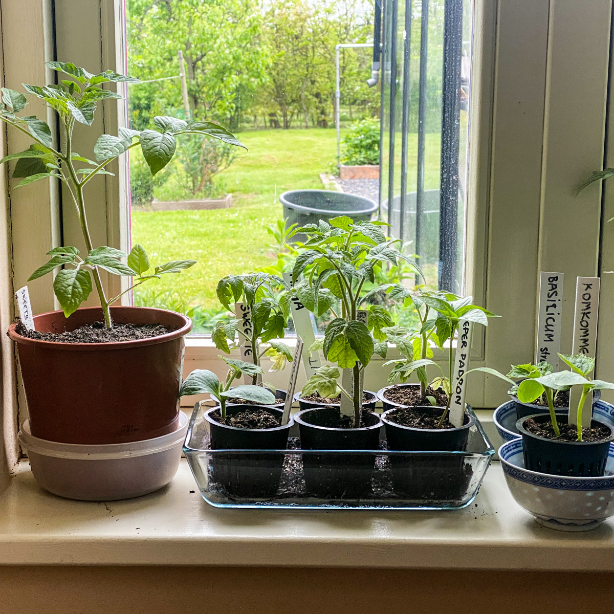 Voorgezaaide Makkelijke Moestuin zomergroentes op de vensterbank