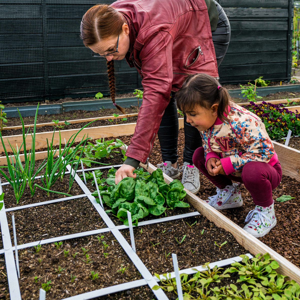 Spinazie oogsten uit de Makkelijke Moestuin
