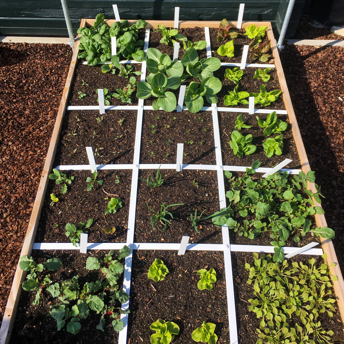 Trots als je voor het eerst oogst uit de Makkelijke Moestuin
