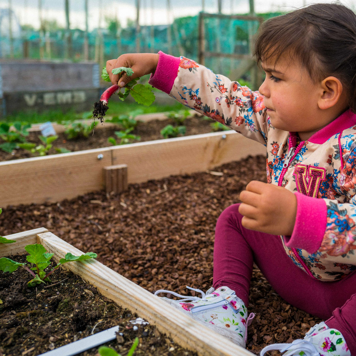 Paurter oogst een radijs uit de Makkelijke Moestuin