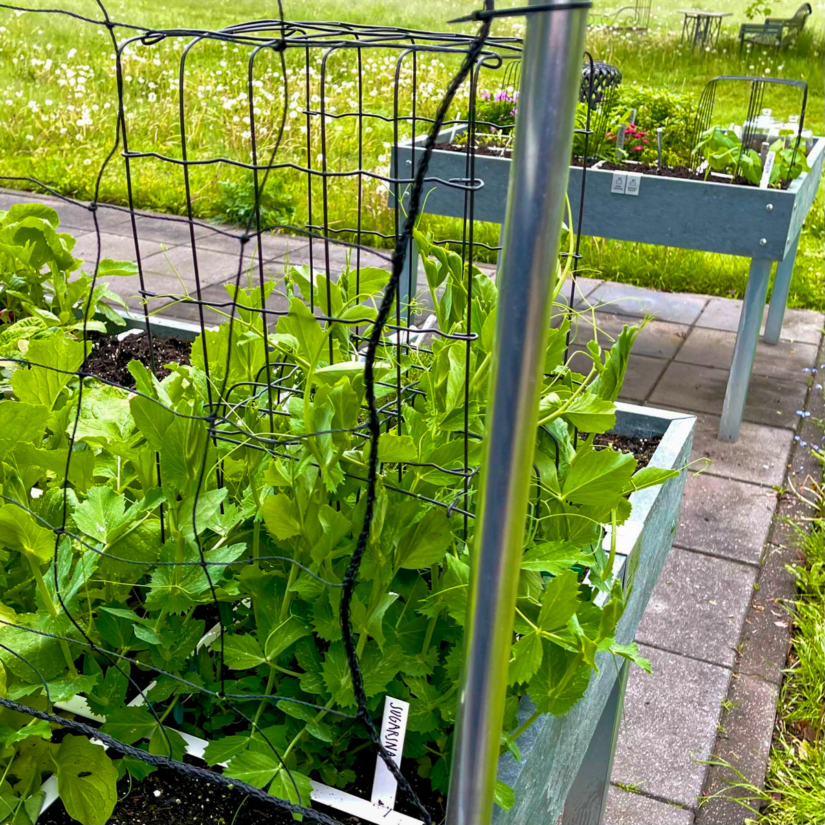 Support rack for your bush beans and peas