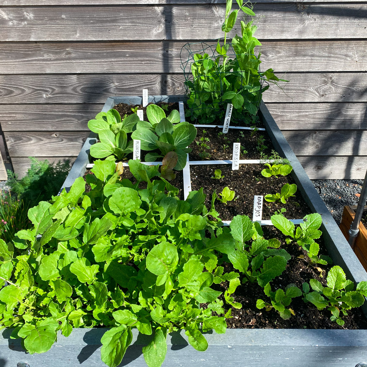 Makkelijke Moestuin Hero tafelbak op 12 mei
