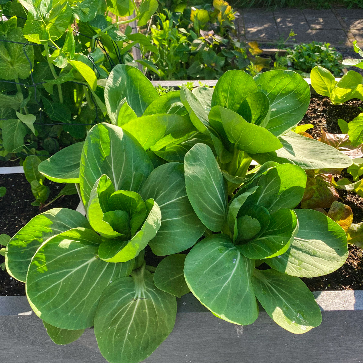Makkelijke Moestuin paksoi 22 mei 2021