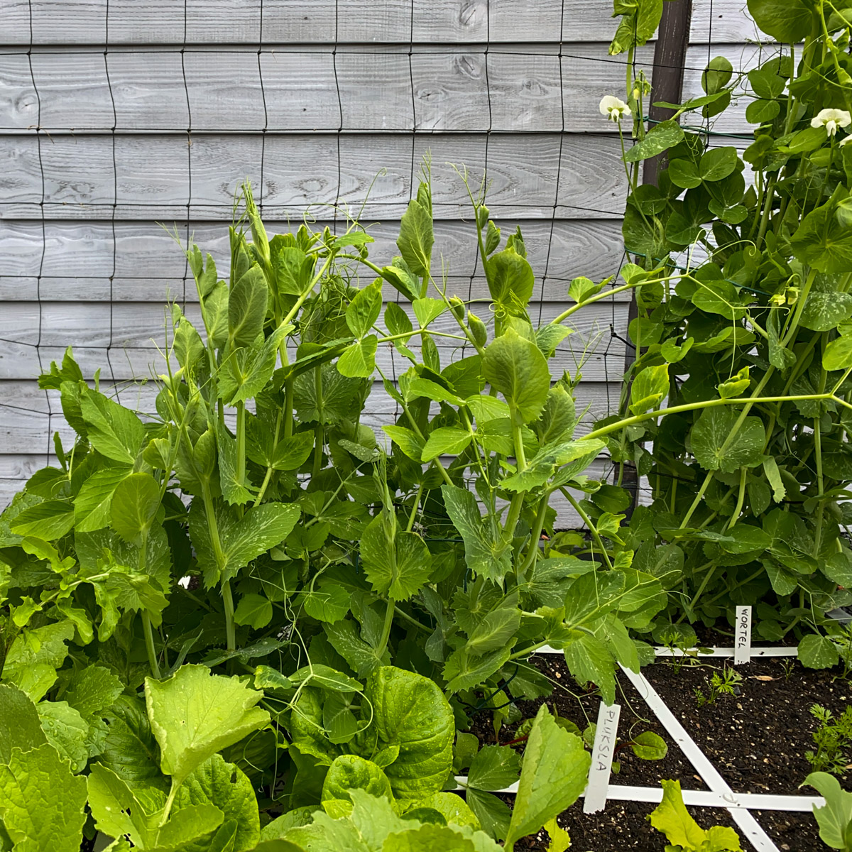 Makkelijke Moestuin sugarsnaps in steunrekje