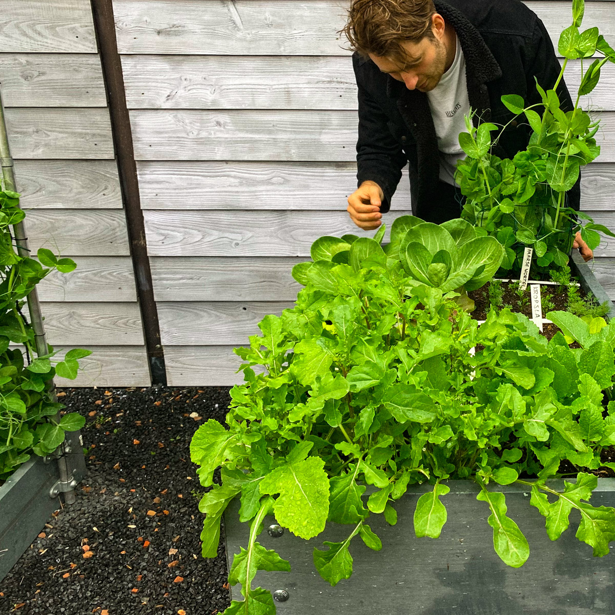 Slecht weer in mei, maar snelle groei in de moestuin