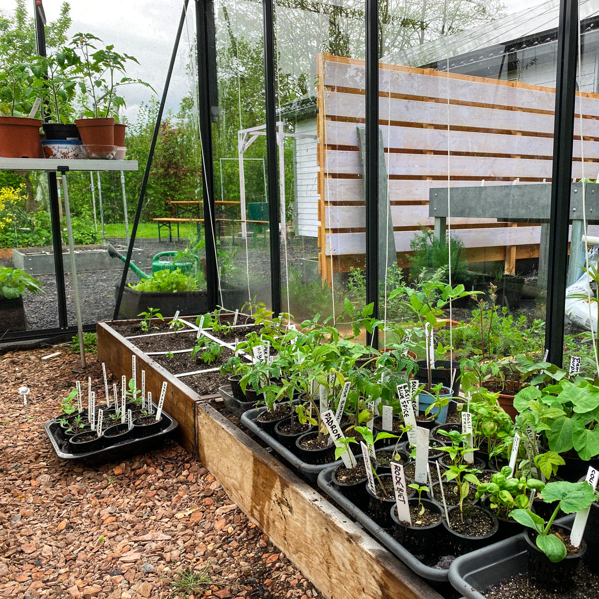 Zomergroentes Makkelijke Moestuin eind mei 2021 in de kas