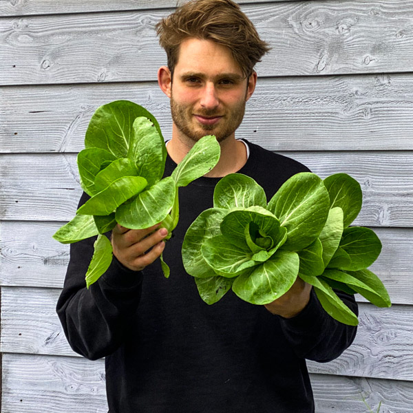 Paksoi oogsten uit de Makkelijke Moestuin