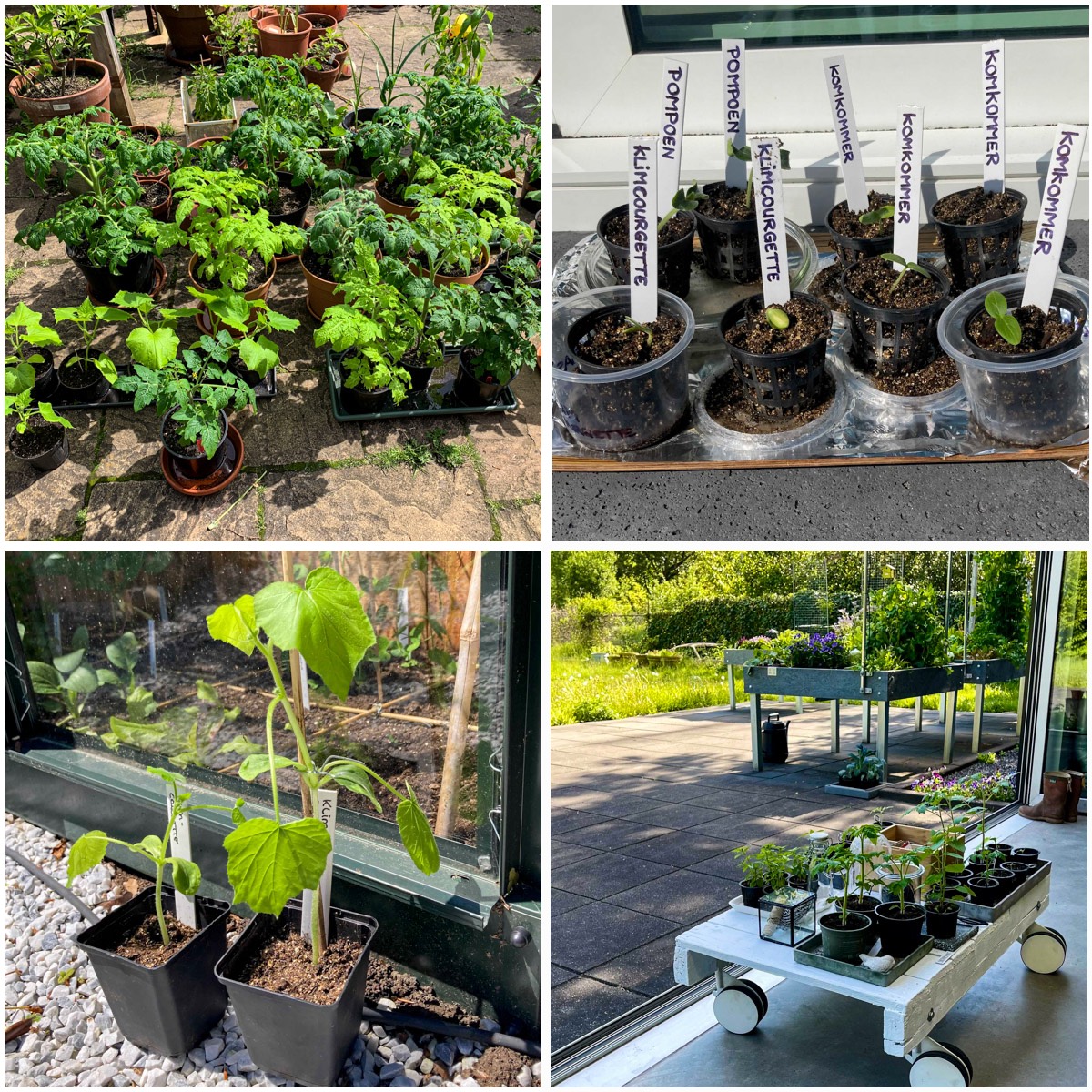 Afharden van plantjes op de Makkelijke Moestuin community