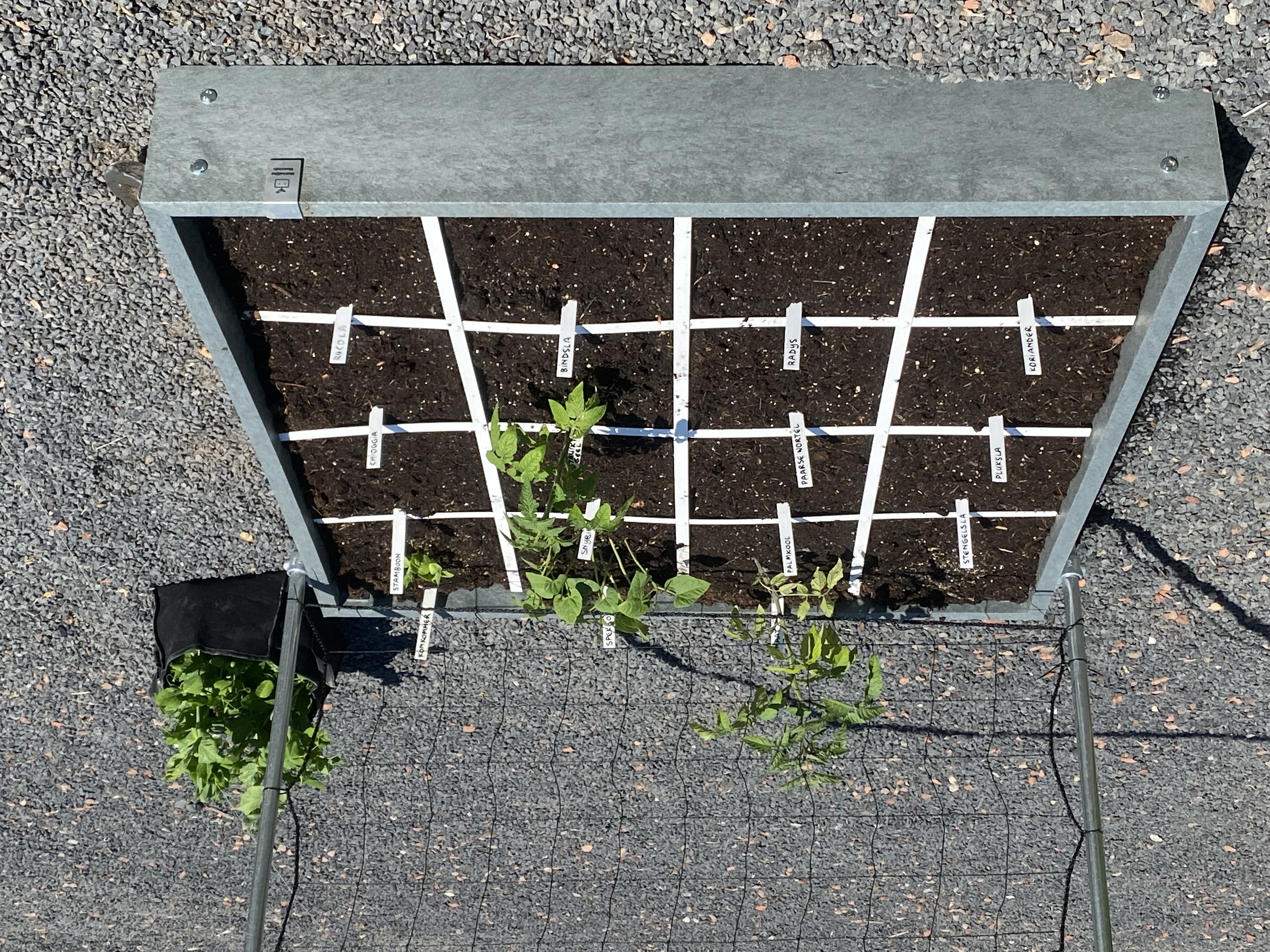 Begin juni: net ingezaaide Makkelijke Moestuinbak
