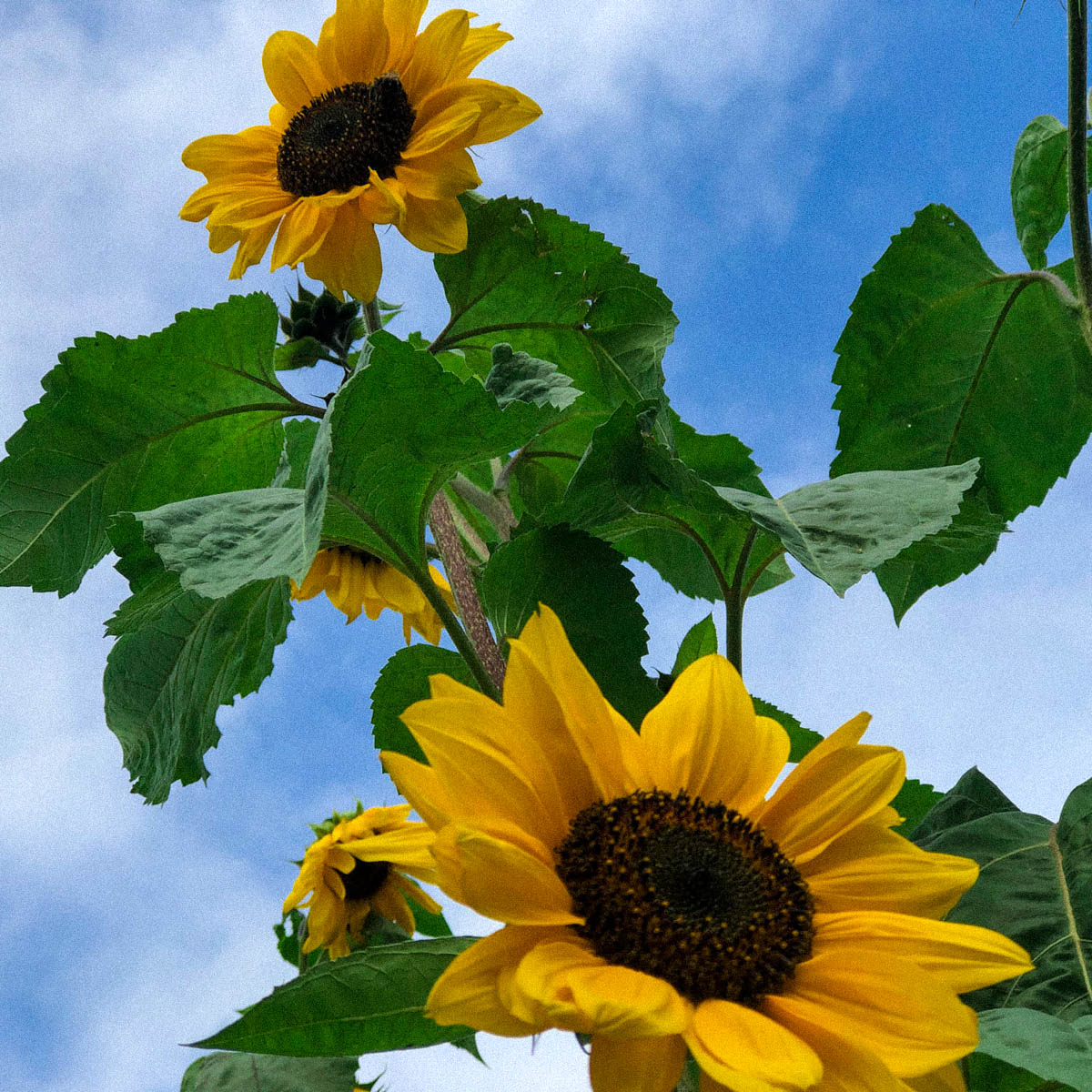 Even a sunflower only needs 30x30 cm to grow tall and strong