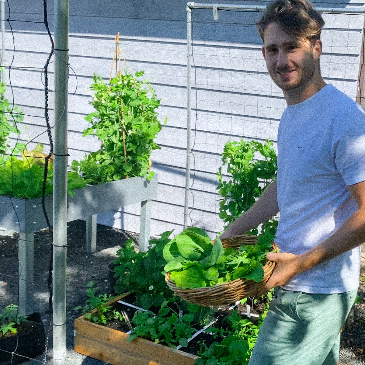 Mid-June: harvesting in the Makkelijke Moestuin